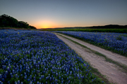 Bluebonnet Sunset